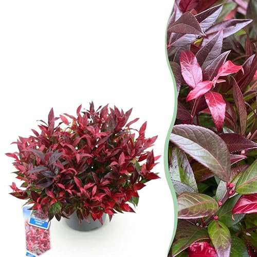 GreenboutiQ - Gartenpflanze - Leucothoe Zeblid - Rot - 1 Pflanze - Immergrün - Wenig Pflege - Topf 17cm Höhe 45cm