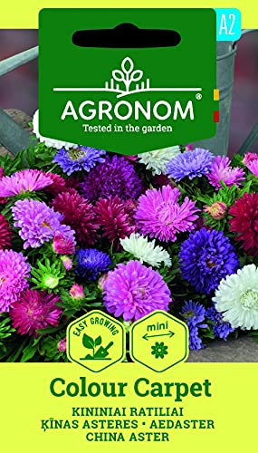 AGRONOM | ASTER DE CHINE COLOUR CARPET des graines | Graines de fleurs | 1 Paquet