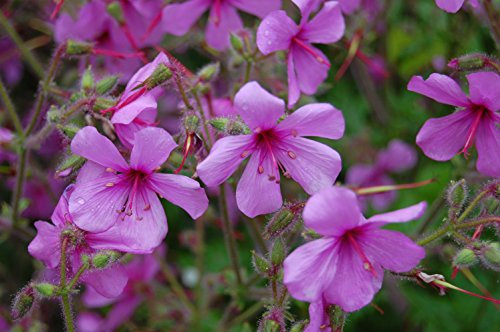 Viridis Hortus - Geranium Palmatum (12) Flower Seeds