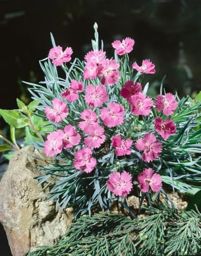 Dianthus gratianopolitanus 'Eydangeri' 9x9 cm Topf – Winterhart, Immergrün, Mehrjährig – Pfingstnelke – Bodendecker für Steingarten & Beet