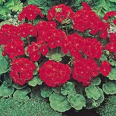 Thompson and Morgan Seeds