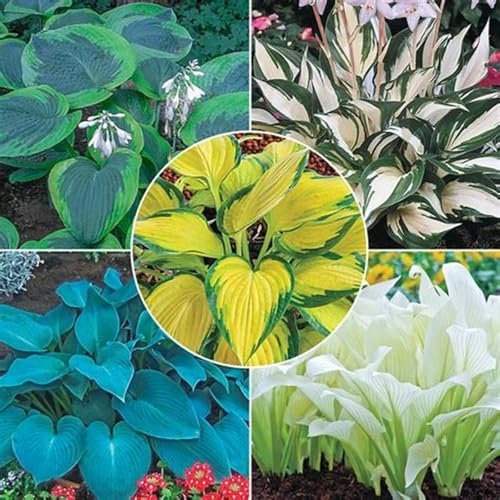 Hostas Bulbs for Planting UK Now Strong Plants That Grow Well Golden Jade Carving Feels Beautiful Garden Planting Perennial Greening Good for Containers-4Bulbs-greenE