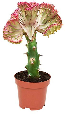 Live Cactus Plants for Indoor- 30cm Tall Coral Cactus in 10.5cm Pot | Large House Cacti Plant | Euphorbia Lactea Cristata - Great Gift Idea for Cacti Lovers