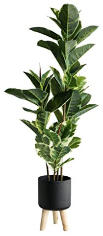 Kunstpflanze Kunstpflanzen Kunstbaum Künstliche Baum-Simulationspflanze Eiche Home Decoration Fake Tree Bonsai Artificial Tree Simulation Green Plant Künstliche Pflanzen Künstlicher Baum ( Size : 161