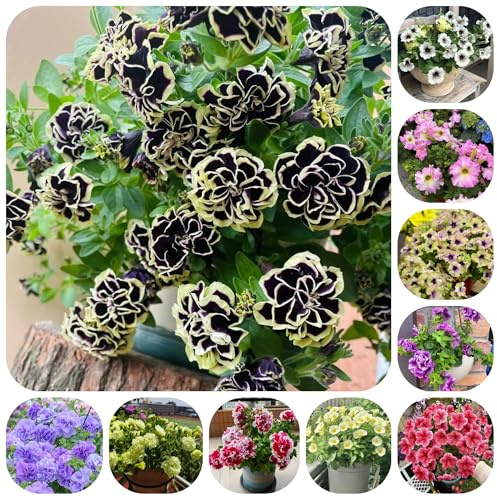 semillas de petunia perenne de balcón perennes resistentes Comprar de petunia colgantes silvestres, balcón, colgantes para 600pcs