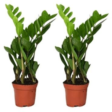 Zamioculcas Zamiifolia – Glücksfeder – 2 Pflanzen – Ø12cm – ca. 40cm hoch – Pflegeleichte Zimmerpflanzen mit glänzenden Blättern – Robuste Grünpflanzen für Wohnzimmer & Büro