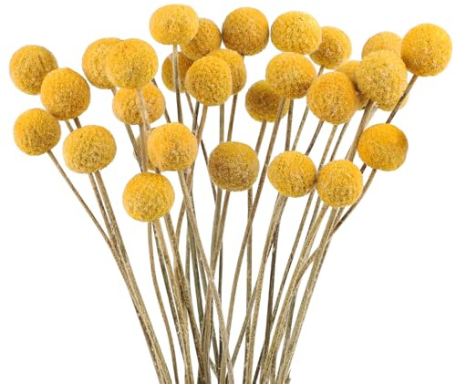 30Stück Billy Bälle Blumen Getrocknet Craspedia Globes Decor Natürliche Getrocknete Blumen für Blumenarrangements, Hochzeit, Zuhause, Hohe Vase, Dekoration （Gelb）