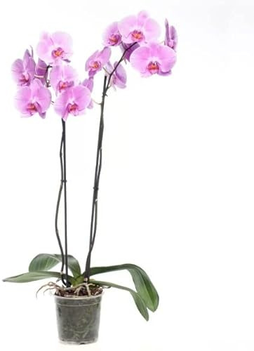 Orquídea Mariposa Mix de Colores Planta Natural Ideal para Decorar Cualquier Estancia