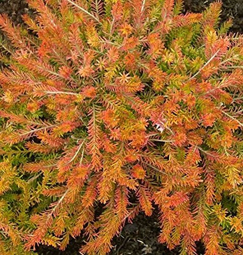 10x Winterheide Foxhollow - Erica carnea - lebende Gartenpflanze aus den Baumschulen