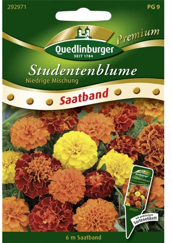 Niedrige Studentenblume' Saatband, 6 Meter