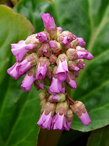 Ten Saxifragaceae Bergenia Rock Crushing Plant-20 Inch by 30 Inch Laminated Poster with Bright Colors and Vivid Imagery-Fits Perfectly in Many Attractive Frames