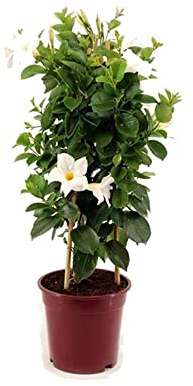Dipladenia Natural Planta Arbustiva y Trepadora con Floración Blanca