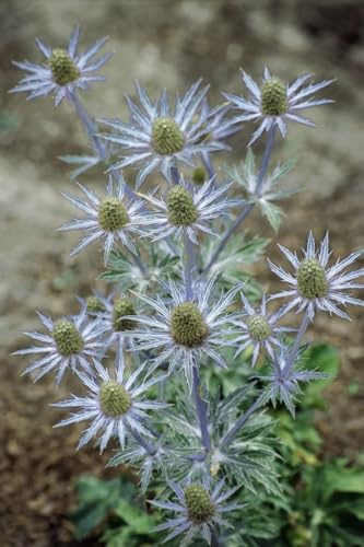 Eryngium planum 9x9 cm Topf – Winterhart, Mehrjährig, Pflegeleicht – Flachblatt-Mannstreu – Staude für Beet & Steingarten