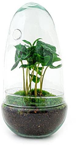 Terrarium végétal - Egg Coffea Arabica - Ecosystème végétal -↑25 cm - Jardin en Bouteille - Bricolage - Kit de Bricolage - Ensemble Complet de Terrarium - Mini écosystème avec Plantes en Bouteille
