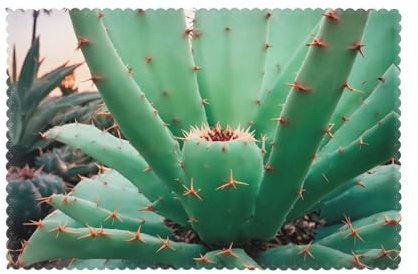 WZYWHJ Agave Cactus Pattern Placemats for Dining Table Set of 6 Table mat 12x18 in for Party Kitchen Dining Decoration Washable Easy to Clean