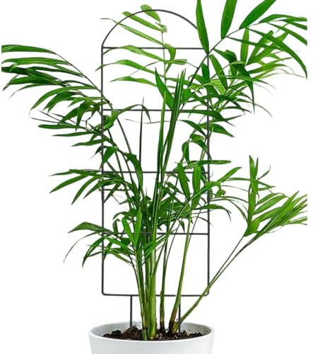 Treillis pour d'intérieur - Petit Support réglable et Inoxydable en métal - Tuteurs pour en Pot et de Jardin - pour grimpantes comme Le Lierre, Le Lierre et Le Monstera