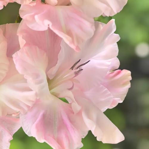 bulbi di gladioli resistenti, balcone in vaso giardino 10pcs