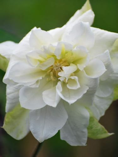 Perennial Farm Clematis 'Duchess of Edinburgh' Hybrid – Live Clematis Vine in 4 Quart Container, Elegant Double White Blooms, Long Blooming, Ideal for Trellises, Arbors & Classic Garden Displays