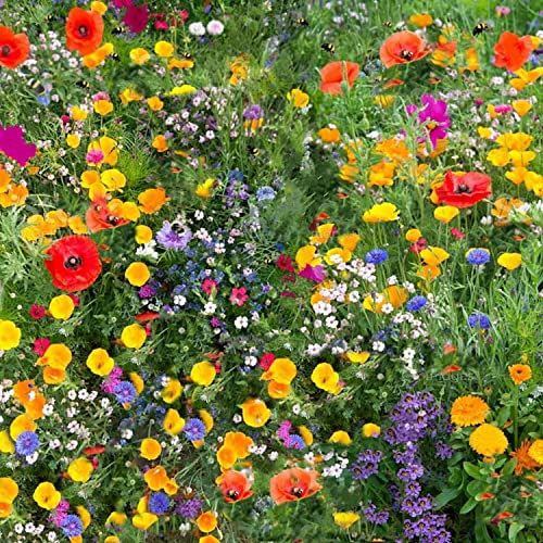 250g UK Wildflower Seeds Mix - Pure Poppy Flowers for Bees & Butterflies - Annual Meadow with California Poppy - No Grass