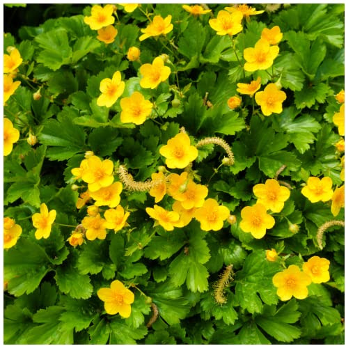 1 Waldsteinia Ternata/Siberian Waldsteinia in 9cm Pot, Stunning Groundcover 3fatpigs®