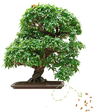 Exotische Bonsai Samen mit hoher Keimrate - Pflanzen Samen Set für deinen eigenen Bonsai Baum (1x Zwerg Granatapfel)