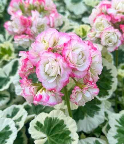 BALDUR Garten 3x Geranie 'Strawberry Blossom', Pflanzen im 12 cm-Topf, Balkon-Geranie mit 2-farbigem Laub, dauerblühender Blickfang, mehrjährig frostfrei halten, Hit in Balkonkästen, Kübeln & Beeten