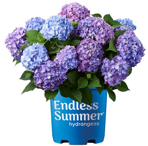 Endless Summer Hortensie Bloomstruck, 1 Gallone