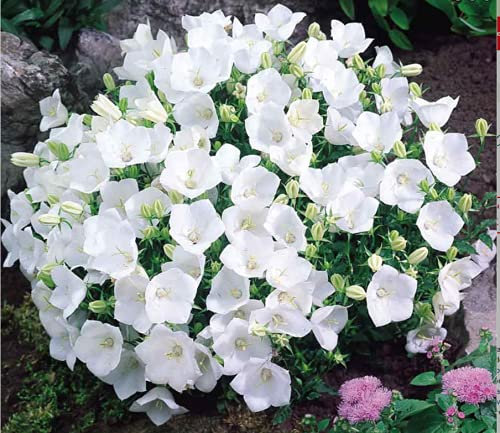 Campanula - Rapido White - Carpatica - Hardy Perennial