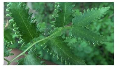 Stk - 100x Lygodium flexuosum Farn Garten Pflanzen - Samen B1743 - Seeds & Plants Shop by Ipsa