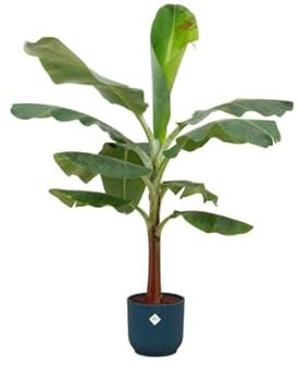 Offre combinée – Bananier – Musa – Avec pot Vibes Fold Round bleu Ø 22-120 cm