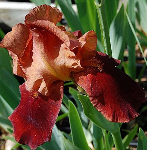 Schwertlilie Natchez Trace - Iris barbata - lebende Gartenpflanze aus den Baumschulen