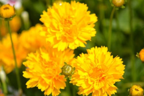 Buy4seeds Coreopsis Early Sunrise 40 Seeds Perennial Perennial Flower Easy to Garden Yard Patio