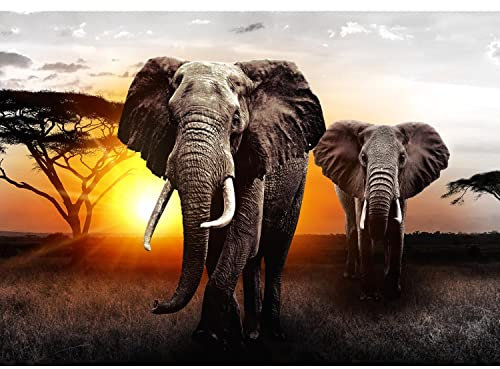 Runa Art Fototapete Afrika Elefant Sonnenuntergang 352 x 250 cm Vlies Tapeten XXL Moderne Wandtapete Wohnzimmer Schlafzimmer Grau Orange 9236011a