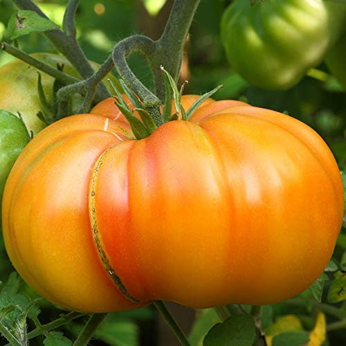 Big Rainbow Bio-Tomatensamen