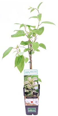 Pianta di Kiwi Baby Pianta di Actinidia Arguta pianta da esterno pianta da frutto pianta ornamentale di Kiwi pianta vera venduta da eGarden.store (Weiki Maschio)