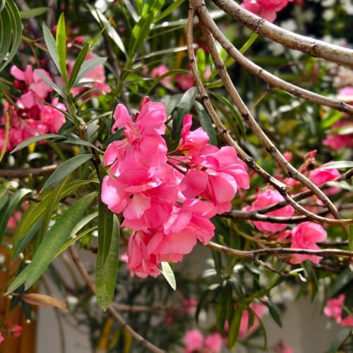 semi di oleandro - aiuole rialzate biologici balcone rare tappezzanti esotiche giardino resistenti perenni 10pcs