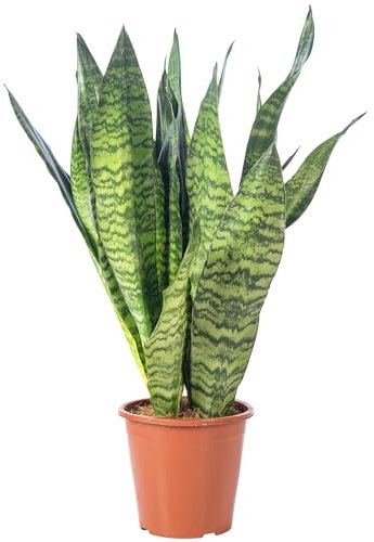 Bogenhanf - pflegeleichte Zimmerpflanze, Sansevieria zeylanica - Höhe ca. 65 cm, Topf-Ø 17 cm