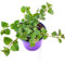 Indian Mint Hängeminze Satureja douglasii Kräuter Pflanzen 3stk.