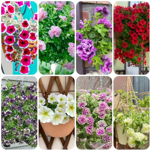 semillas de petunia colgantes Decoración orgánica balcón rápido 400pcs
