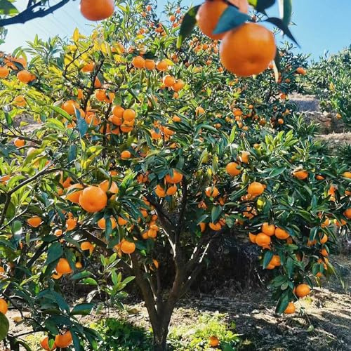 arancio semi biologici balcone letti elevati giardino riverdimento tetti interni esotici nano resistenti 50pcs