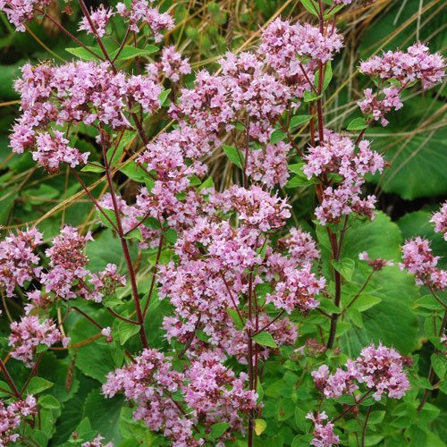 Plant World Seeds - Herb Oregano 'Greensleeves' Seeds (Herb Seeds)