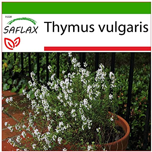 SAFLAX - Timo comune - 200 semi - Con substrato - Thymus vulgaris