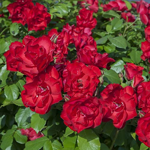 Amdgarden Rosa Brevettata La Sevillana® Rampicante Rossa Meilland Vaso 20 cm