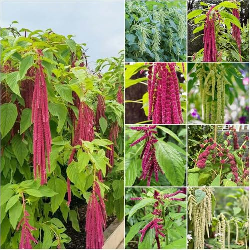 fuchsschwanz dekopflanzen bio gartenpflanzen winterfeste für balkon balkonpflanzen winterhart - Seltene - pflanztöpfe 100samen