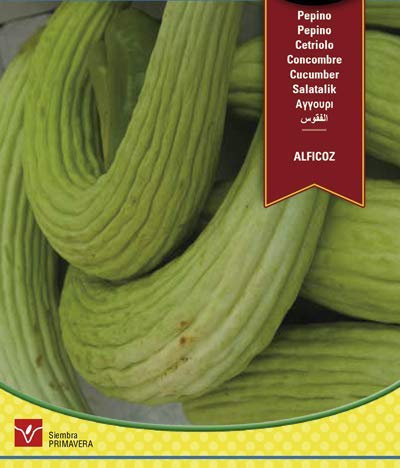 Semilla pepino Alficoz
