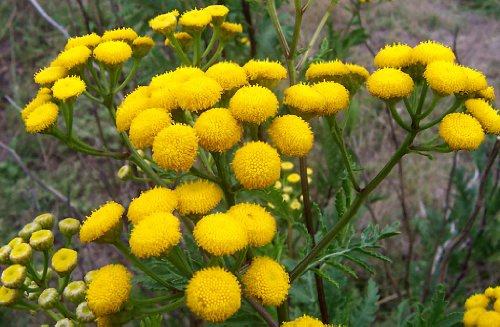 TANACETO GIALLO NR.500 SEMI