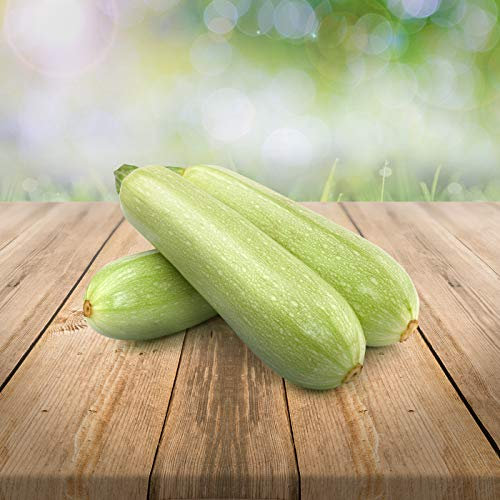 weiße Zucchini Long White Bush 25 x Samen aus Portugal 100% Natur/Massenträger ideal zum Grillen und Einlegen
