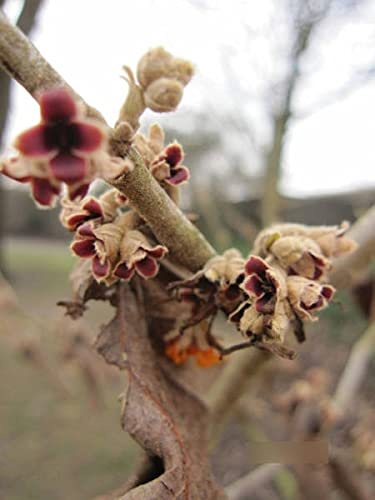 Hamamelis mollis Rochester - Zaubernuss - 40-60