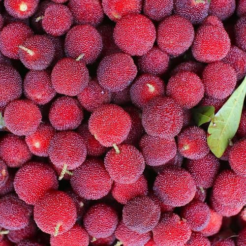 Graines de baies de laurier 100 pièces rouges