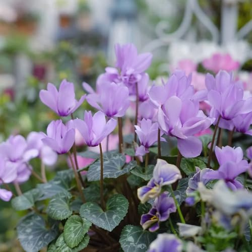 semi di ciclamino da esterno - ciclamino - luoghi soleggiati di ciclamino di perenni resistenti per il giardino, 250pcs